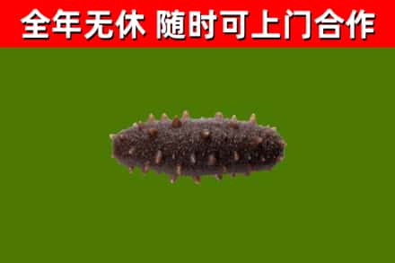 普陀回收海参干